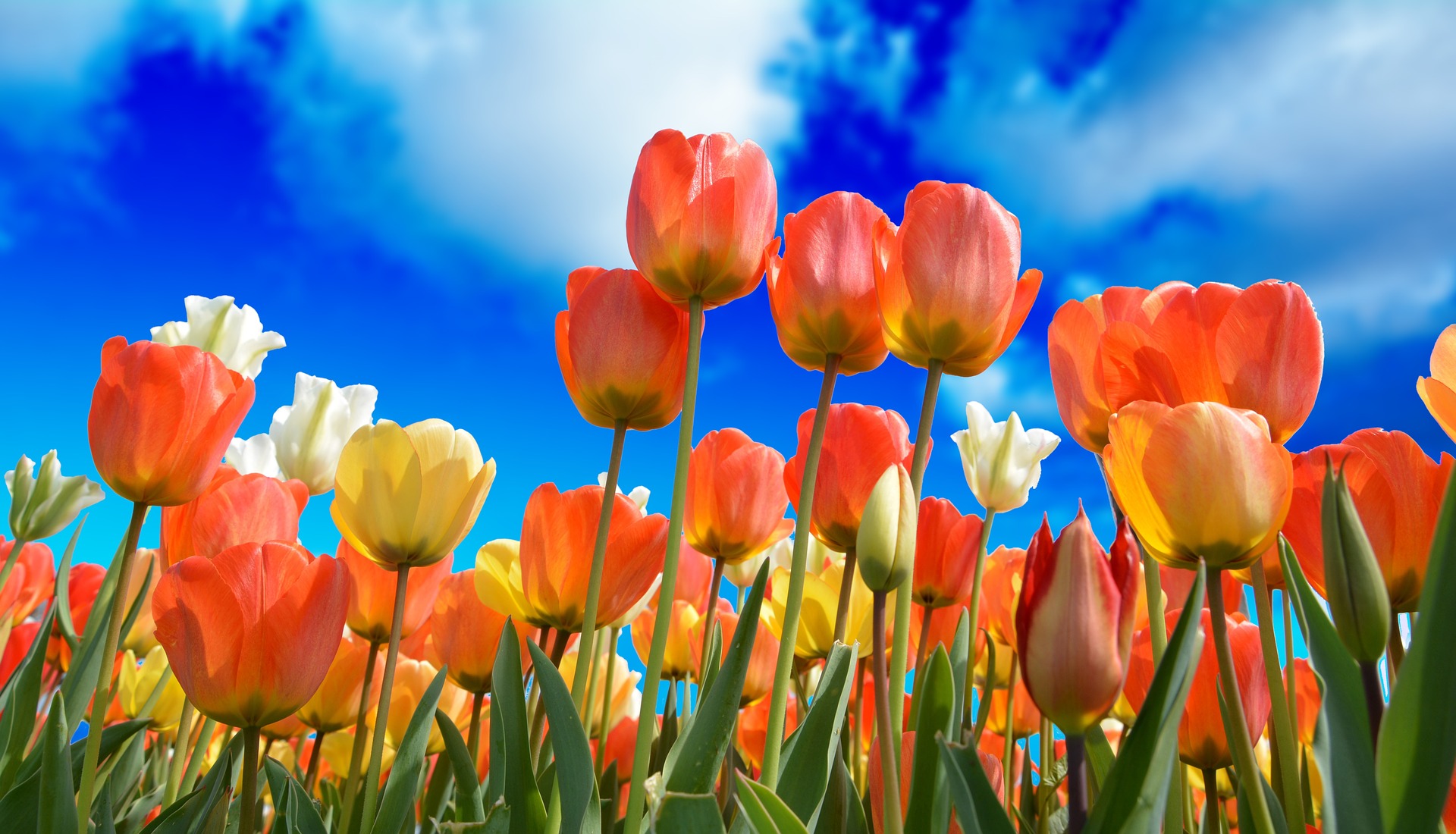 tulips-3251607_1920